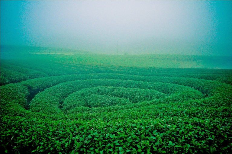 Cao nguyên Mộc Châu 2 ngày 1 đêm