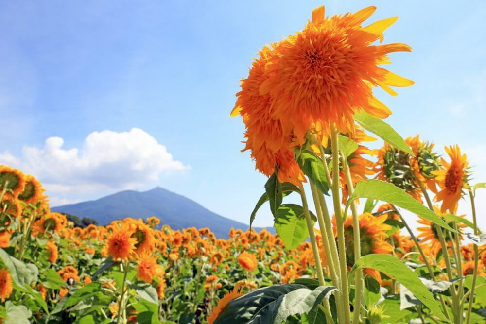 Khám phá những bông hoa tại Ibaraki tô điểm cho mùa hè Nhật Bản(2)