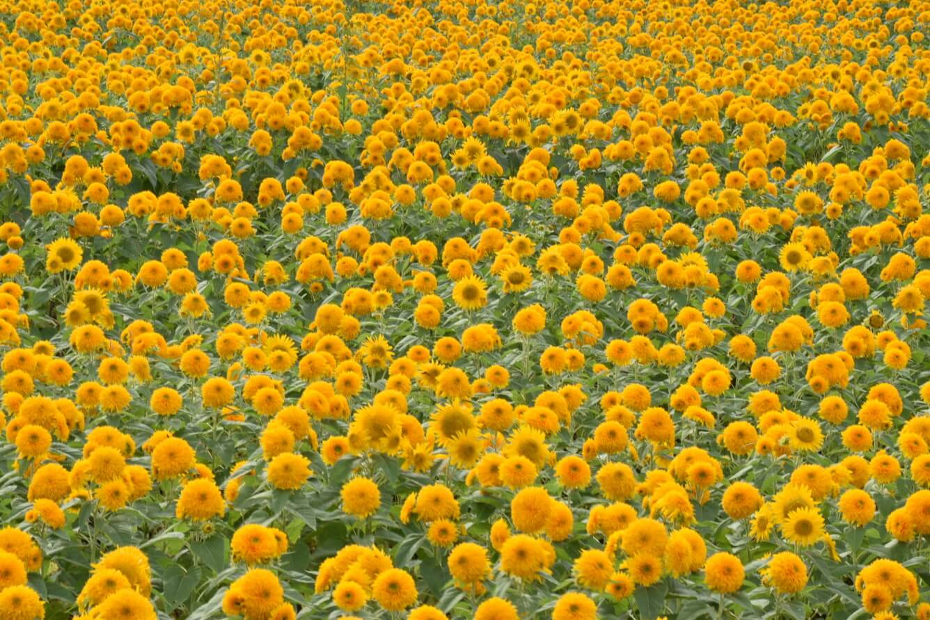 Khám phá những bông hoa tại Ibaraki tô điểm cho mùa hè Nhật Bản(6)