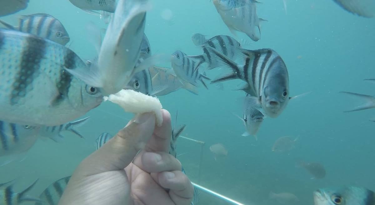 Làm ngư dân tại thiên đường biển(1)