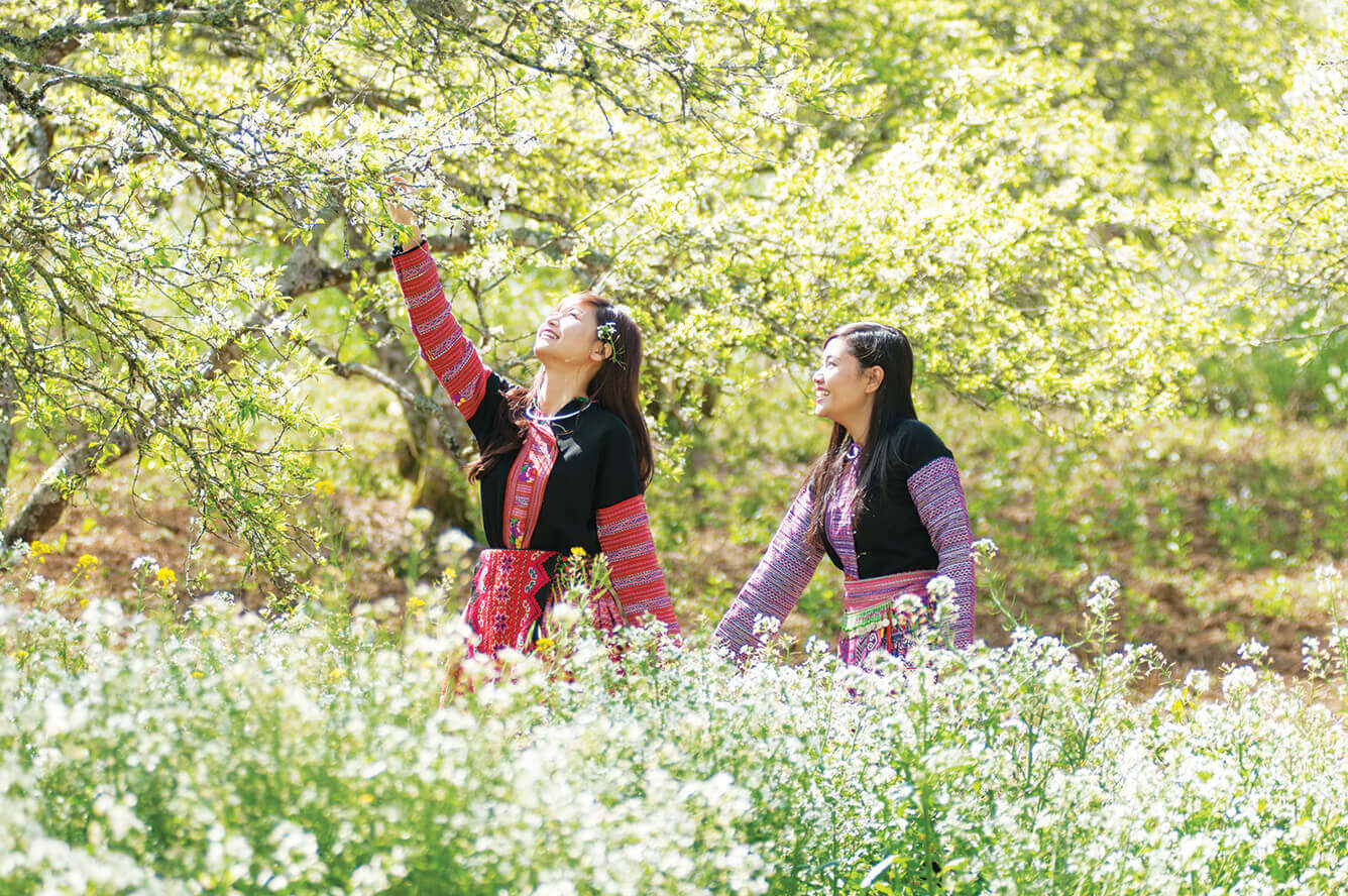 Mộc Châu: Xuân về hoa nở(3)