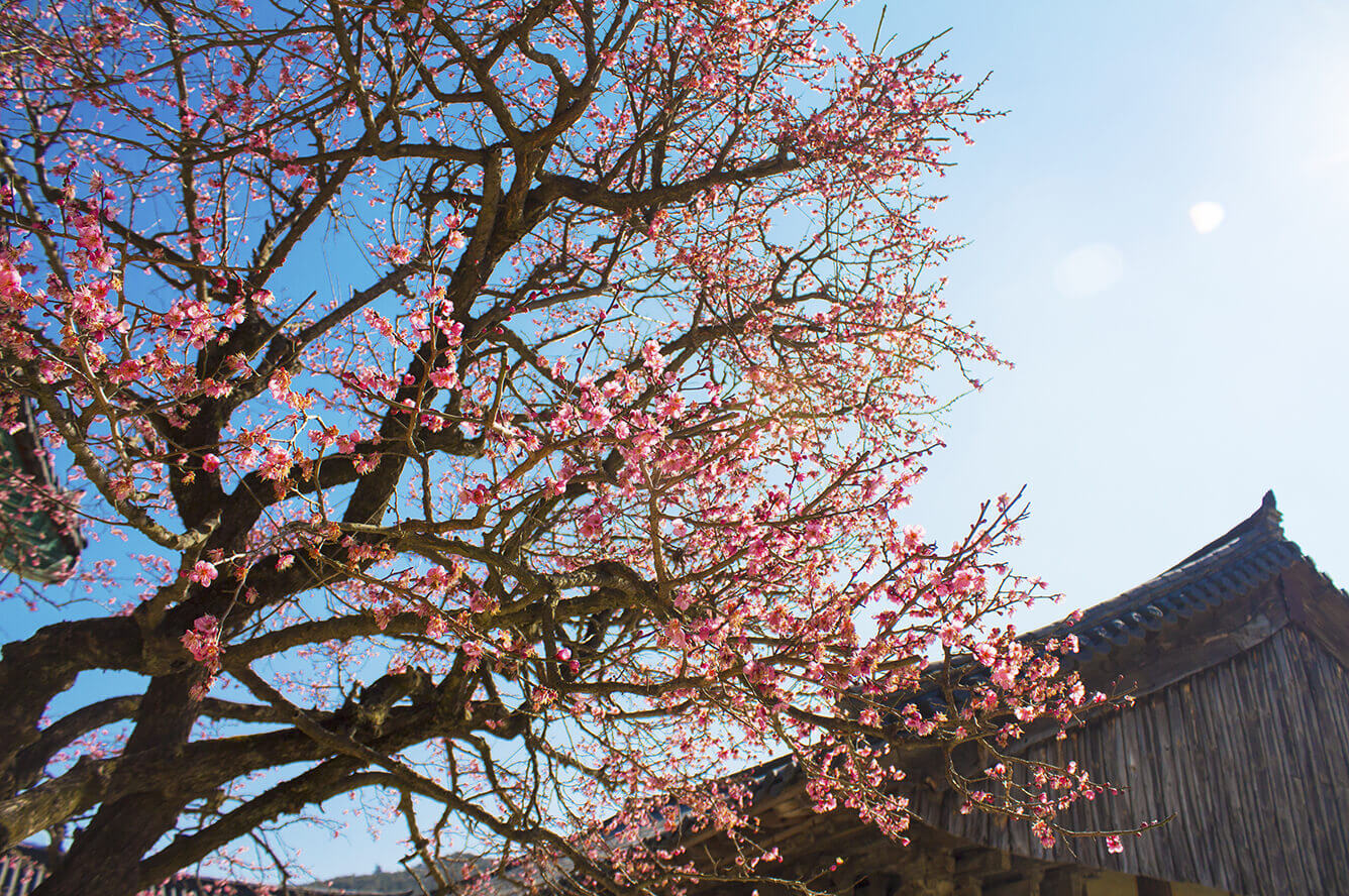 Mộc Châu: Xuân về hoa nở(4)