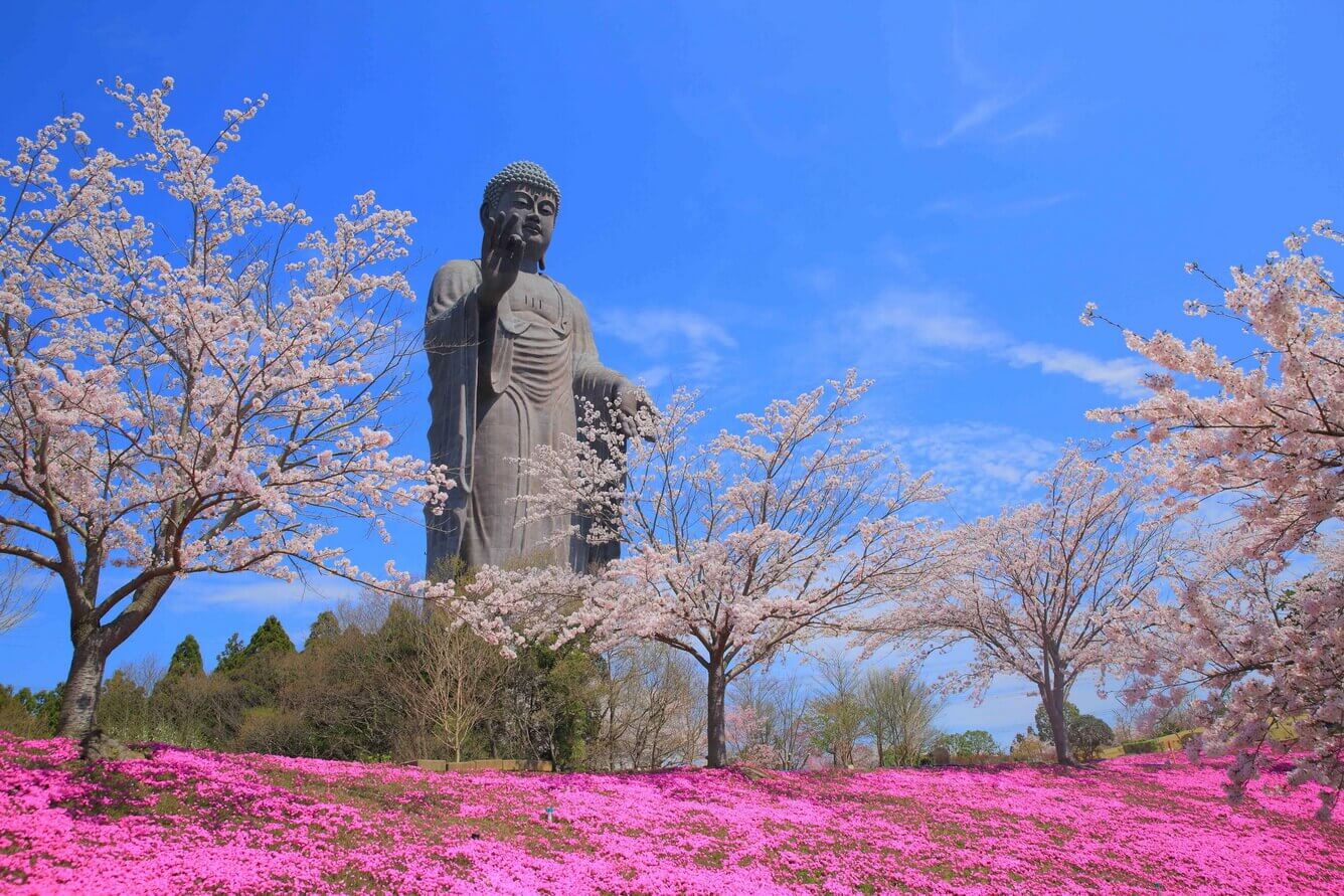 Từ hoa anh đào cho đến Nemophila, mùa xuân ở Ibaraki là mùa của các loại hoa(1)