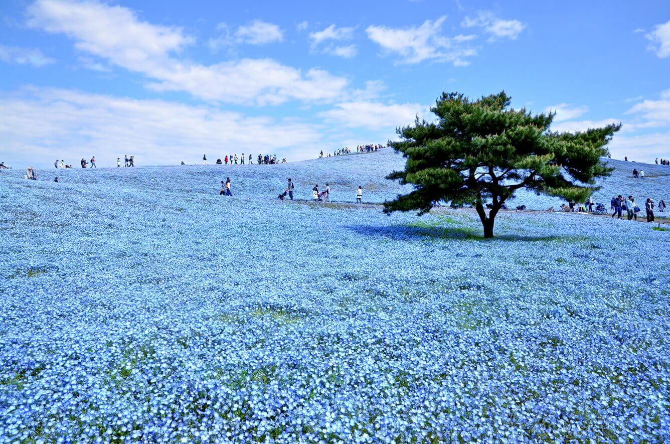 Từ hoa anh đào cho đến Nemophila, mùa xuân ở Ibaraki là mùa của các loại hoa(3)
