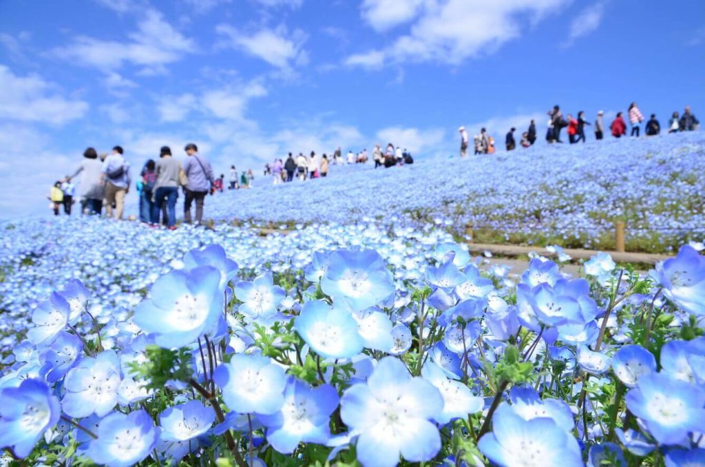Từ hoa anh đào cho đến Nemophila, mùa xuân ở Ibaraki là mùa của các loại hoa(4)