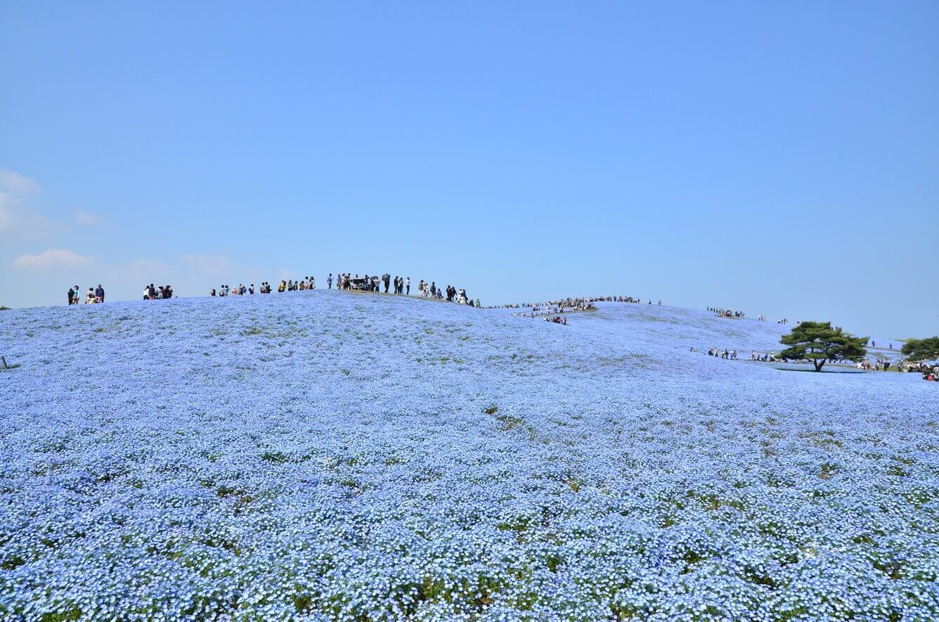 Từ hoa anh đào cho đến Nemophila, mùa xuân ở Ibaraki là mùa của các loại hoa(5)