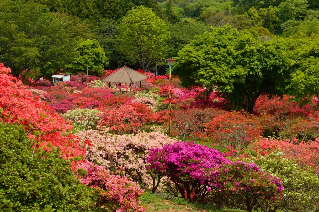 Từ hoa anh đào cho đến Nemophila, mùa xuân ở Ibaraki là mùa của các loại hoa(8)