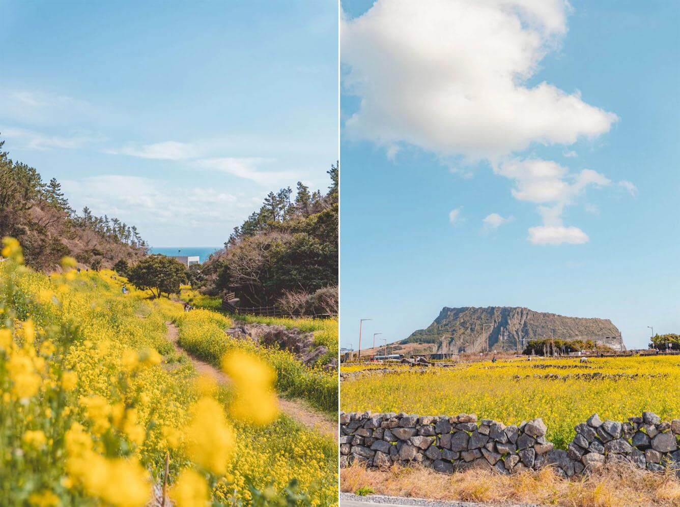 Vàng rực sắc hoa cải dầu trên đảo Jeju những ngày đầu Tháng Tư(1)