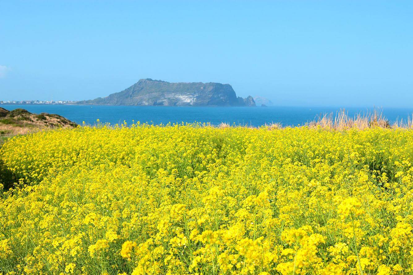 Vàng rực sắc hoa cải dầu trên đảo Jeju những ngày đầu Tháng Tư(2)